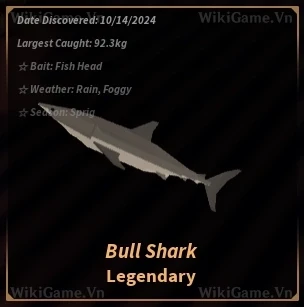 Bull Shark