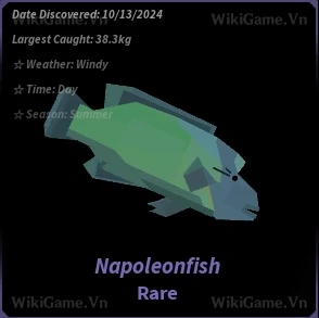 Napoleonfish